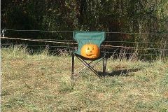 pumpkin5