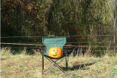 pumpkin6